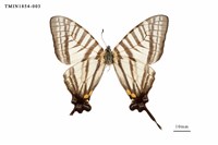 藏品(劍鳳蝶)的圖片